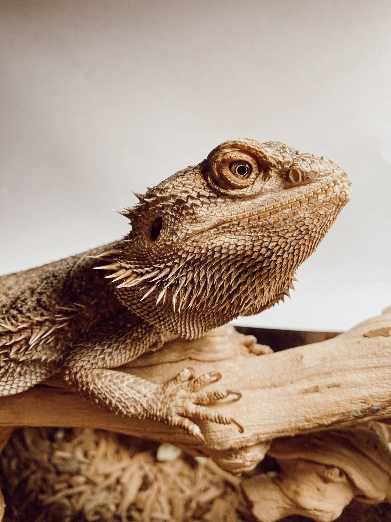 reptile